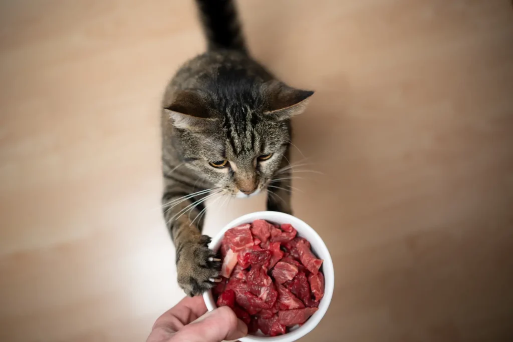 best-raw-cat-food-article-feature