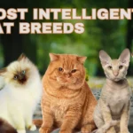 5-Most-Intelligent-Cat-Breeds