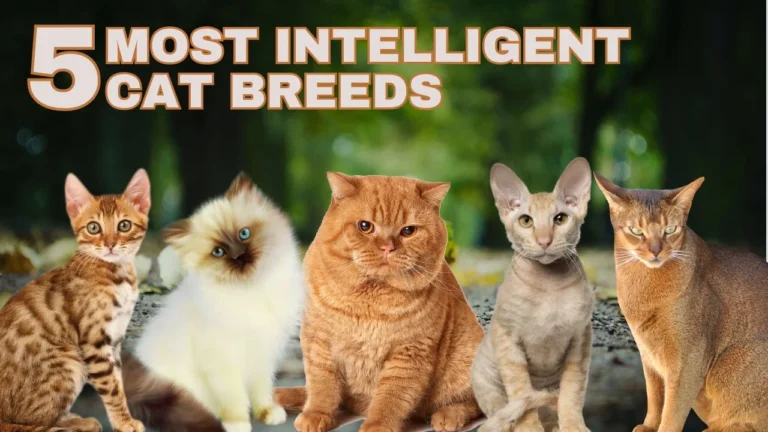 5-Most-Intelligent-Cat-Breeds