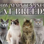 6-Low-Maintenance-Cat-Breeds-2