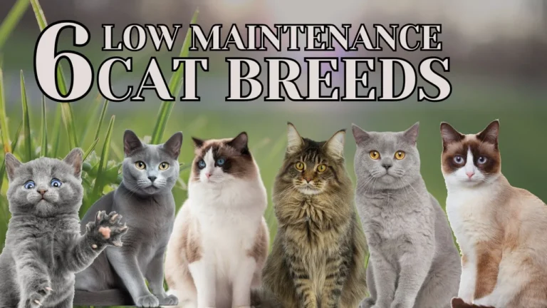 6-Low-Maintenance-Cat-Breeds-2