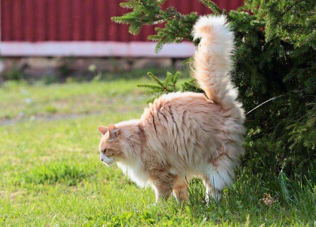 649a722bc5db078d30abc257_Why-do-cats-spray