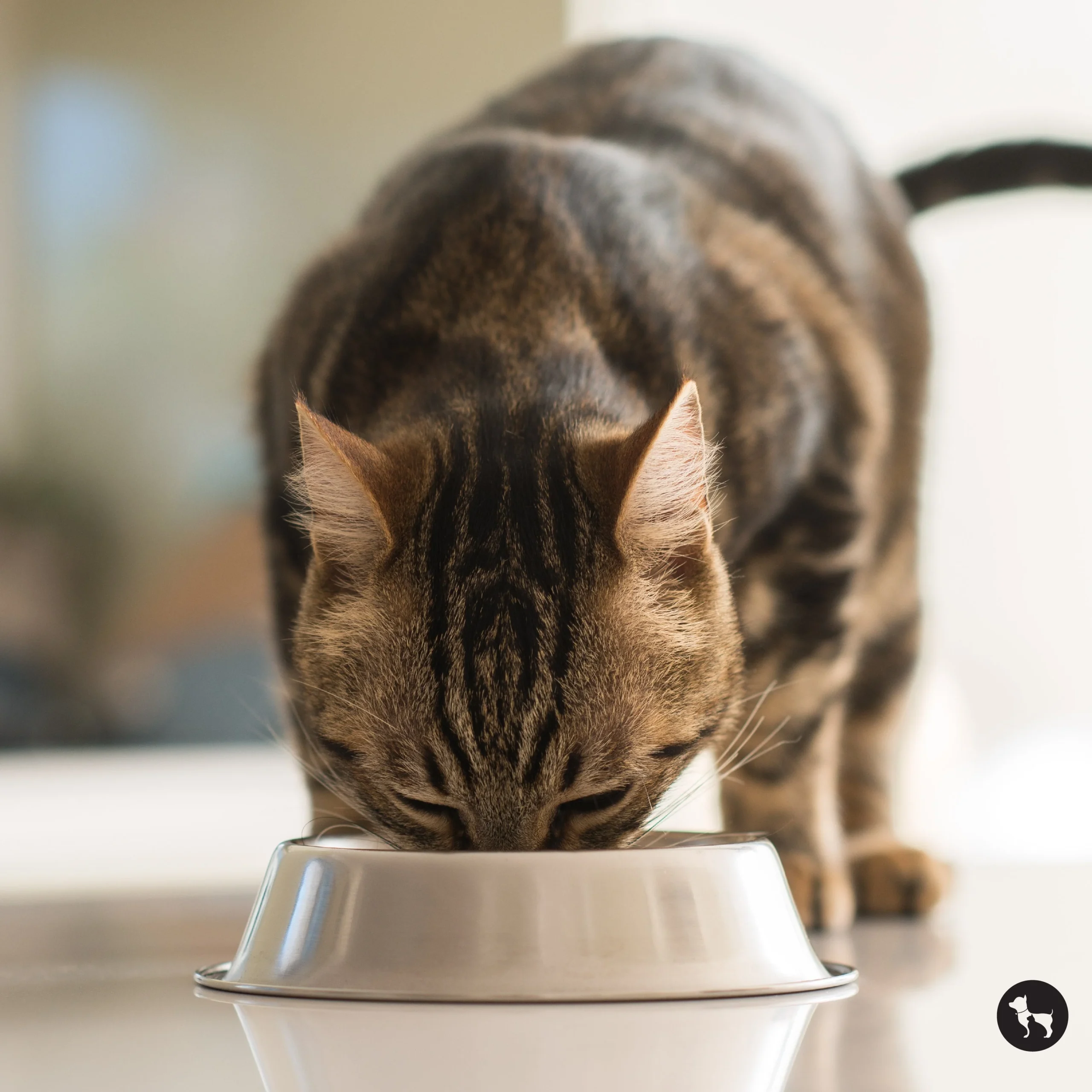 Optimal Cat Diet Plan: Boost Feline Health - ProudCats