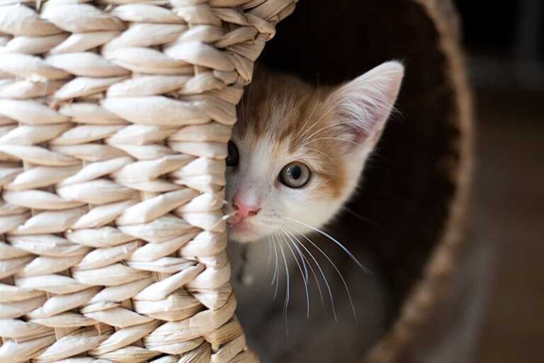 Anxious-cat-hiding-in-wicker-basket_resized