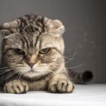 BevHills_iStock-505866994