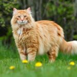 Big-Cat-Breeds
