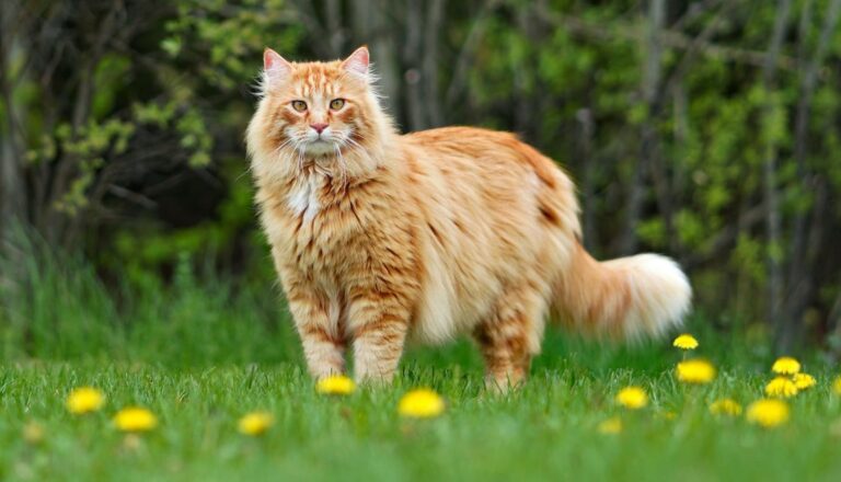 Big-Cat-Breeds