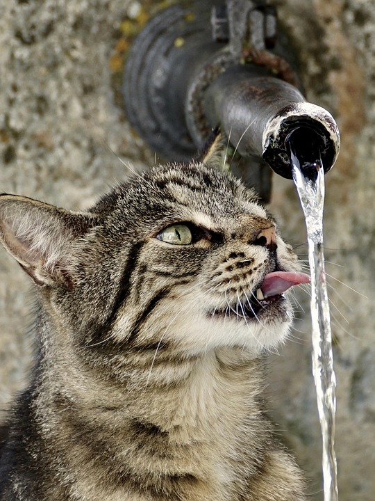 cat water fountains