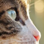 CatEyeInfectionsLucaRomanoEyeEm-1a779f65f0274ce297a314a1a48503ae