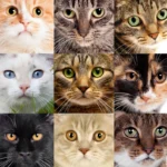 Different_cat_breeds_1445x