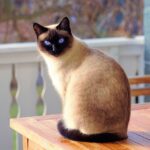 cat breeds