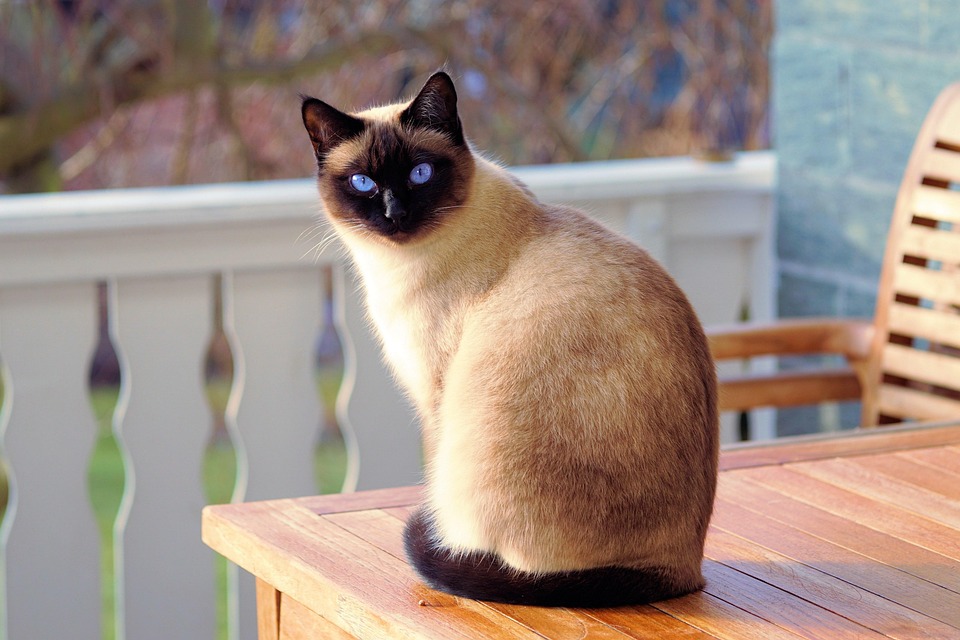 cat breeds