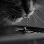 cat hydration tips