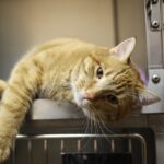 indoor cat health