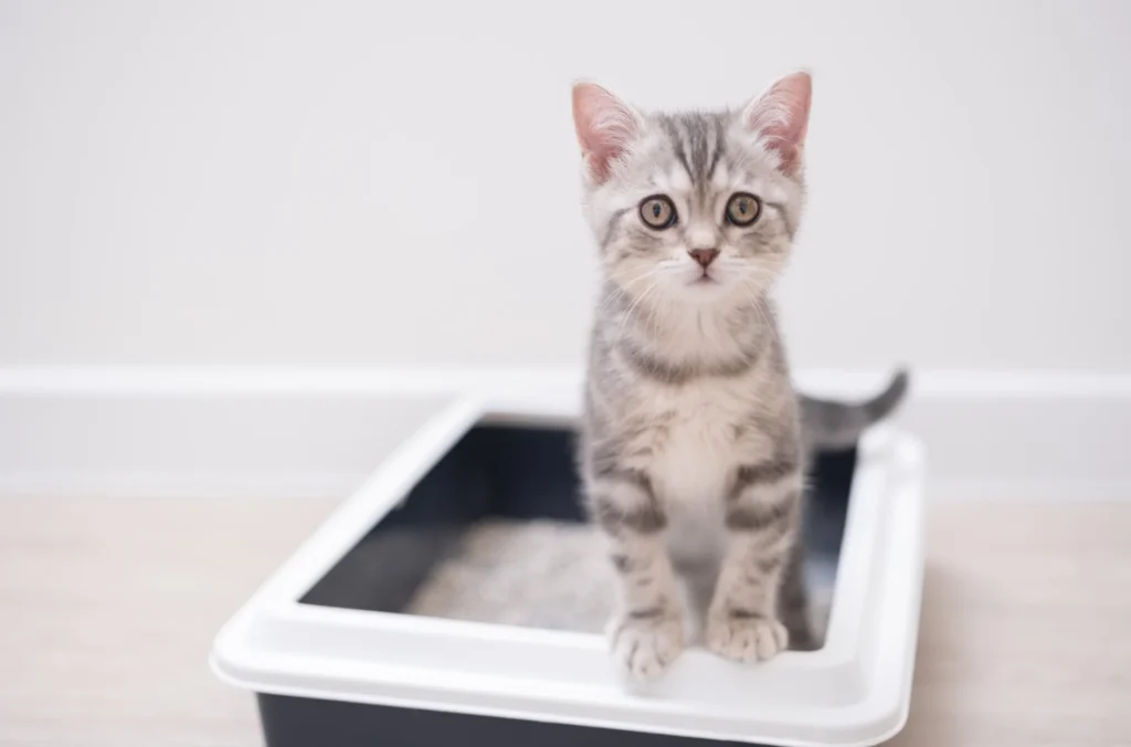 GettyImages-1452946694-cat-litterbox