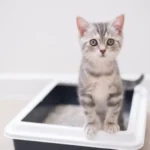 GettyImages-1452946694-cat-litterbox