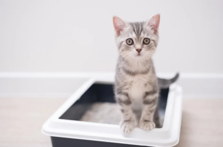 GettyImages-1452946694-cat-litterbox