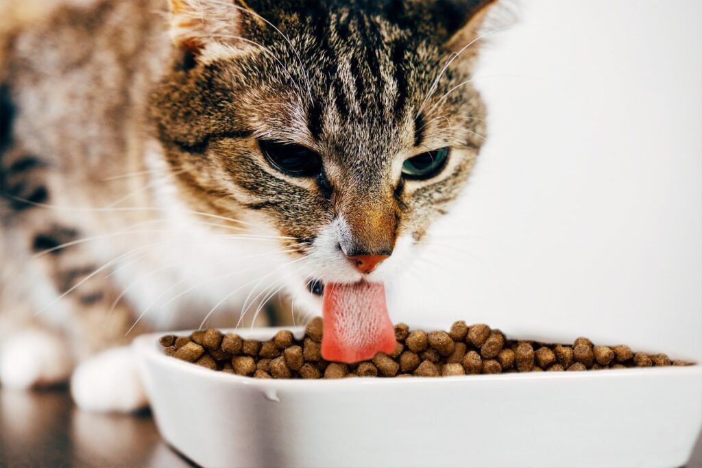 How_to_Improve_Your_Cat_s_Diet_in_5_Simple_Steps_5b7a7128-dd03-4041-9cd3-392d4867af84