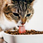 How_to_Improve_Your_Cat_s_Diet_in_5_Simple_Steps_5b7a7128-dd03-4041-9cd3-392d4867af84