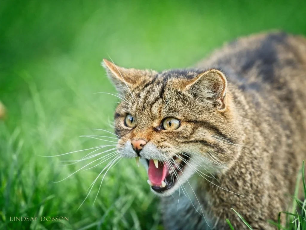 Scottish+Wildcats+at+the+British+Wildlife+Centre+Surrey