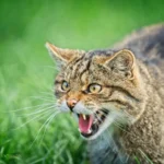 Scottish+Wildcats+at+the+British+Wildlife+Centre+Surrey