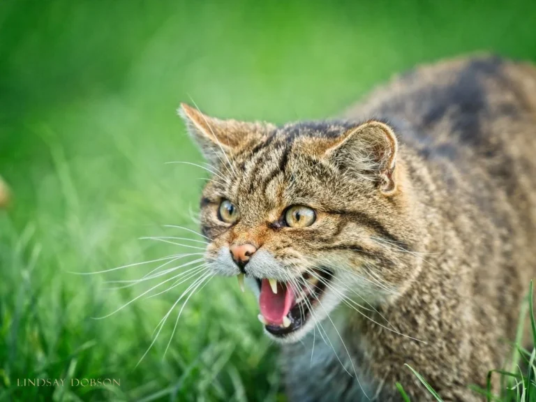 Scottish+Wildcats+at+the+British+Wildlife+Centre+Surrey