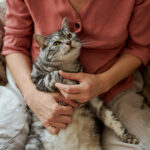 Senior_Cat_Care_Hero