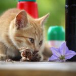 cat feeding mistakes