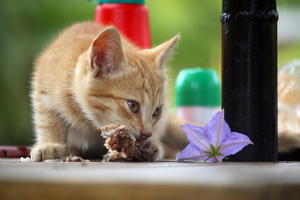 cat feeding mistakes