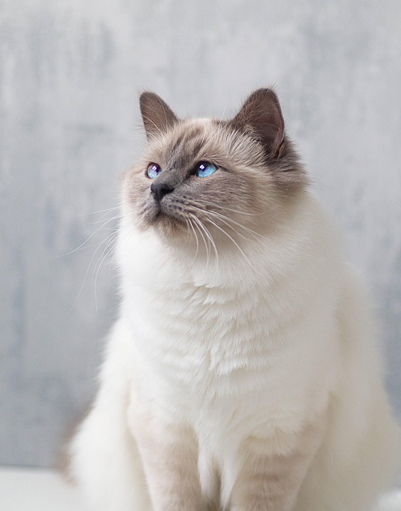 indoor cat breeds
