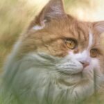 long hair cat breeds