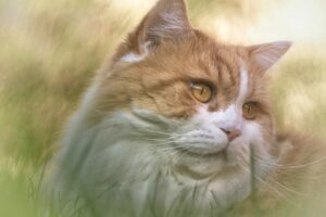 long hair cat breeds