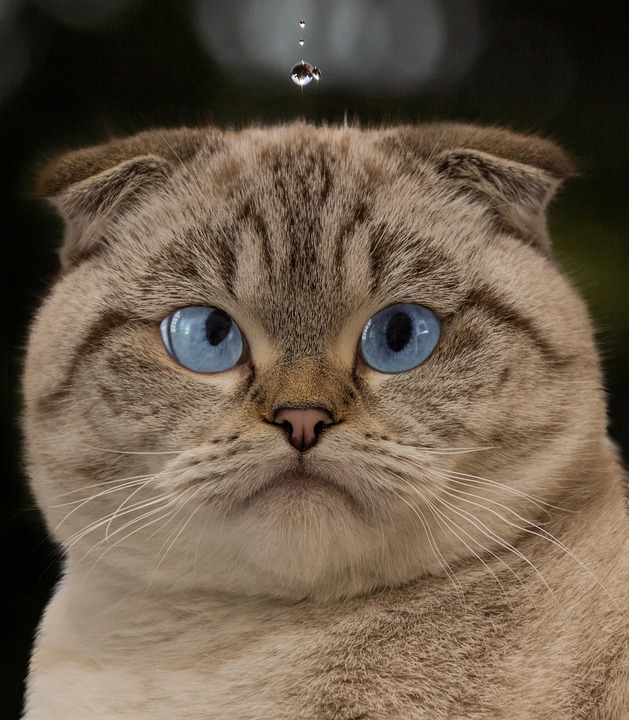 short hair cat breeds