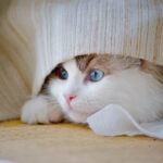 cat hiding behavior