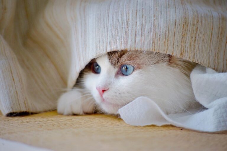 cat hiding behavior