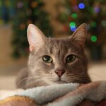 cat personality types