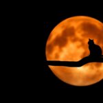 cat night activity