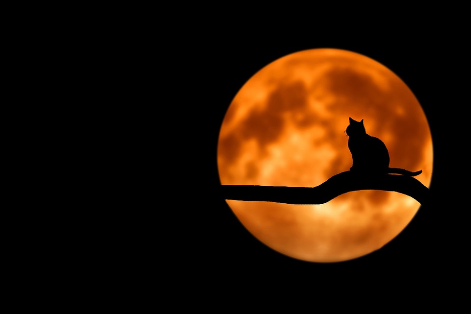 cat night activity
