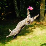 cat hunting instincts