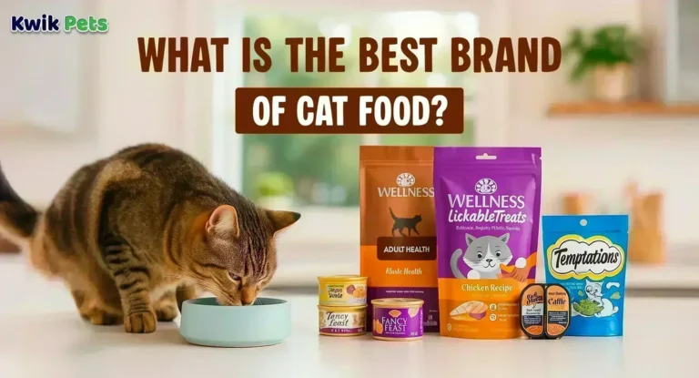 What_is_the_Best_Brand_of_Cat_Food_88ee4a9f-b7eb-40c0-a00e-7b2910c1bb16