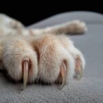 Why_Cats_Scratch_Furniture