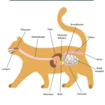 appareil-digestif-du-chat_1000x