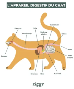 appareil-digestif-du-chat_1000x