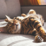 bengal-cat-lying-on-a-sofa-16-9