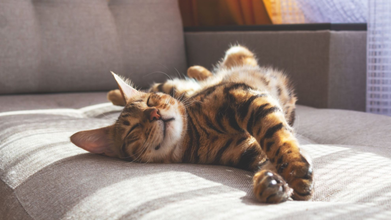 bengal-cat-lying-on-a-sofa-16-9
