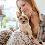 burmese-on-womans-lap-560120573-2000-7a8569b9e57643df8917870e5998ddb7