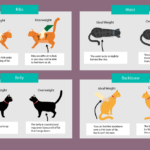 cat-body-conditioning