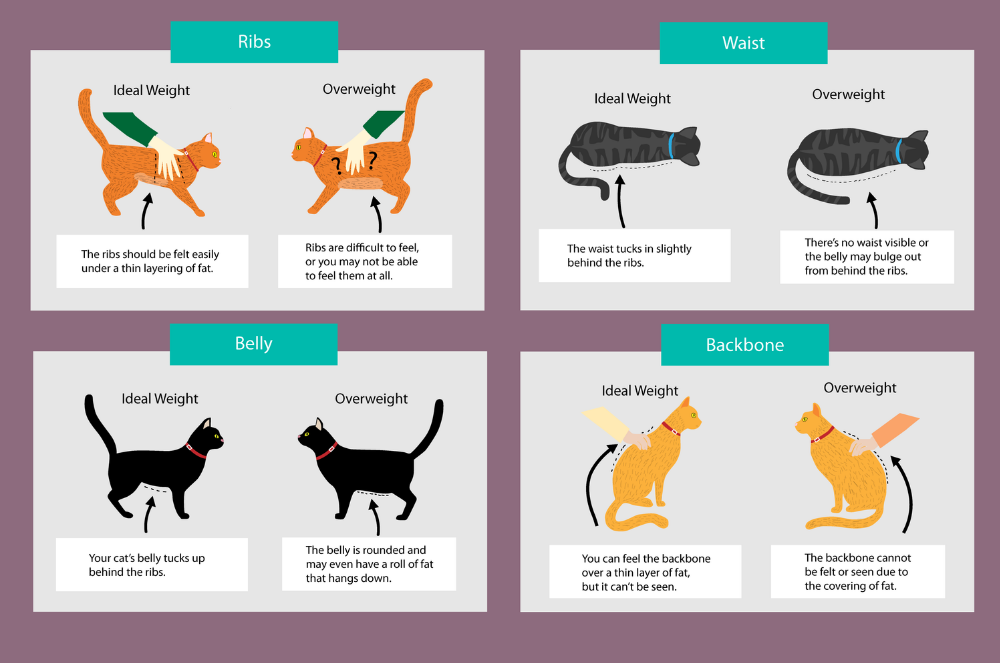 cat-body-conditioning