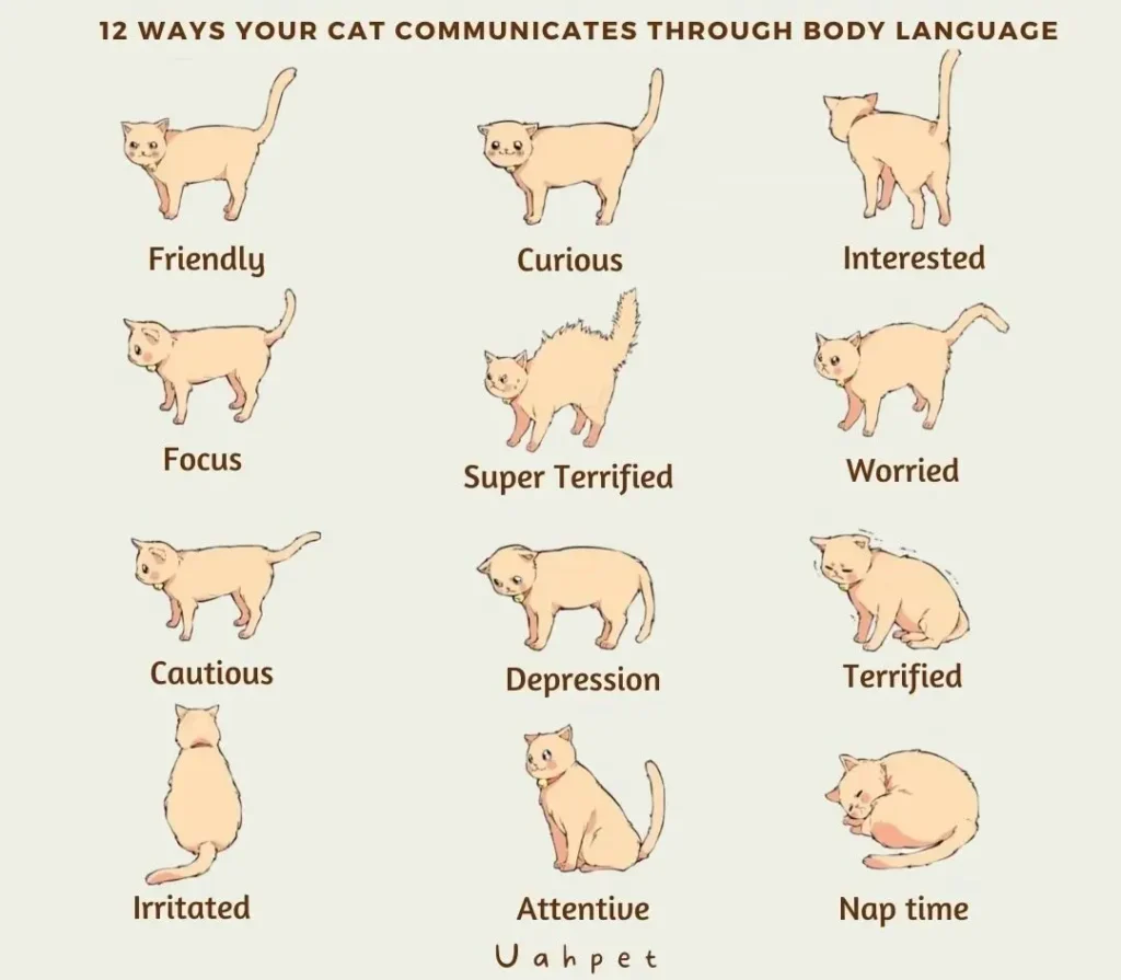 cat-body-language