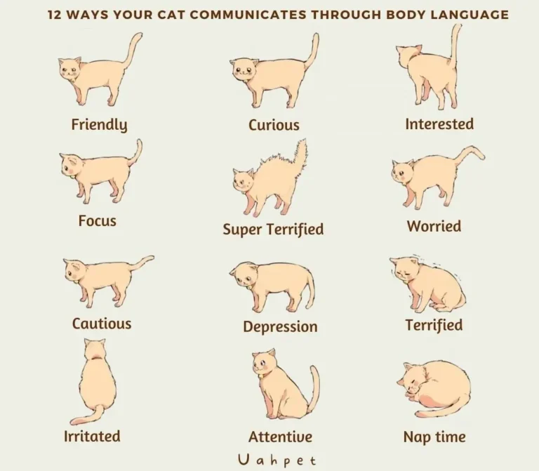cat-body-language